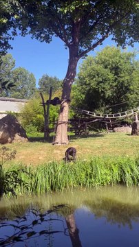 PETIT BAIN pour les manchots du Zoo de Beauval