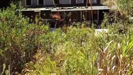 Virus Mortal Desatado Científico Lucha De Vuelta  Acción Pelicula Completa Español Latino HD