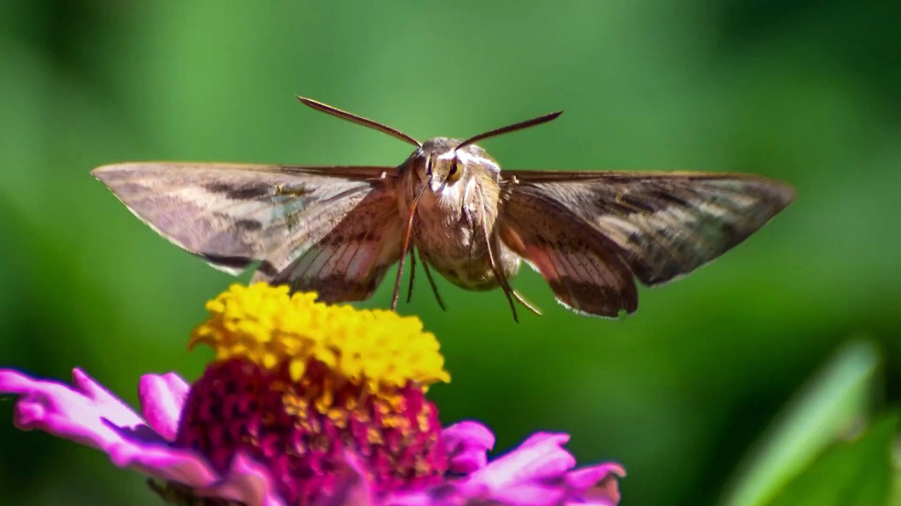 Tiere reagieren auf Pflanzengeräusche