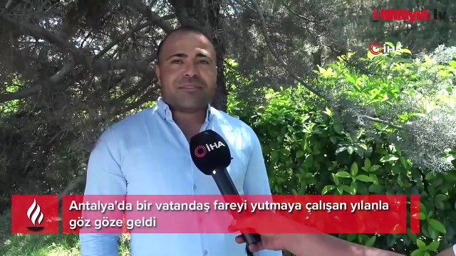 Devasa yılanın beslenme saati: Ağaçtan tuhaf sesler geldiğini duydu, gördüğü manzarayla dehşete kapıldı
