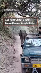 Wild Elephant Chases Jeep Through the Jungle!