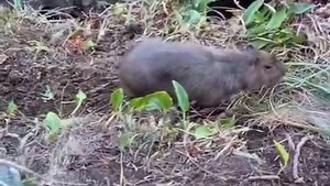Capivara vive situação dramática após cair em penhasco de trilha paradisíaca em SC