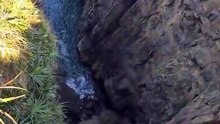 Capivara vive situação dramática após cair em penhasco de trilha paradisíaca em SC
