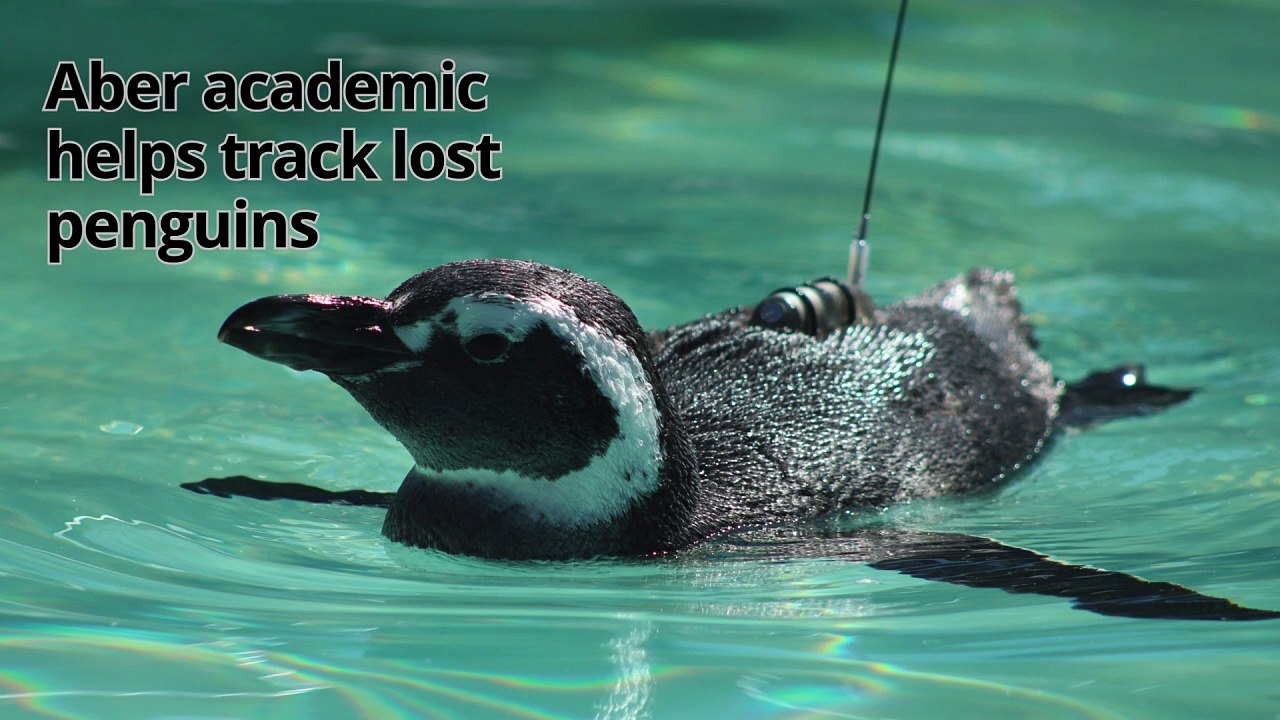 Aberystwyth academic helps track lost penguins