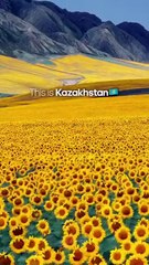 “Why Did He Wait Every Day with a Rose ❓”