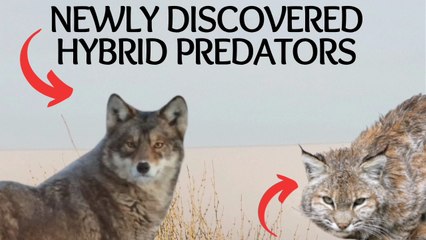 5 HYBRID WILD PREDATORS that have RECENTLY been DISCOVERED