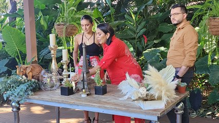 bd-decore-su-hogar-con-suculentas-vivas-170725