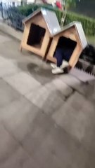 Caseta para Perro 🐶