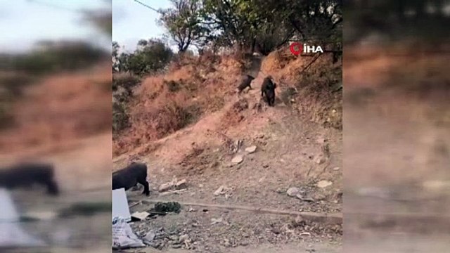 Aç kalan domuz sürüsü şehre indi