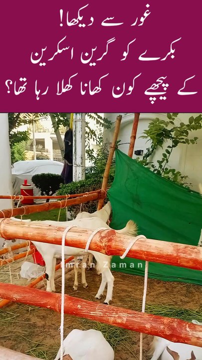 BAKRA ko PICHY se Kon KHANA Dera tha😄