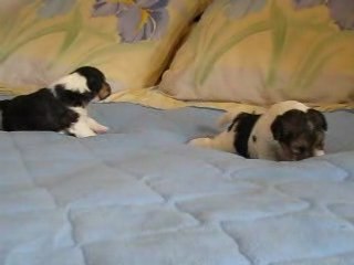 Downie et Darling à 3 semaines et demi