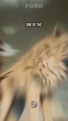 The NEXT BIG FREE MMO is Here: Soulframe Early Access OPEN NOW for a LIMITED TIME!🚨