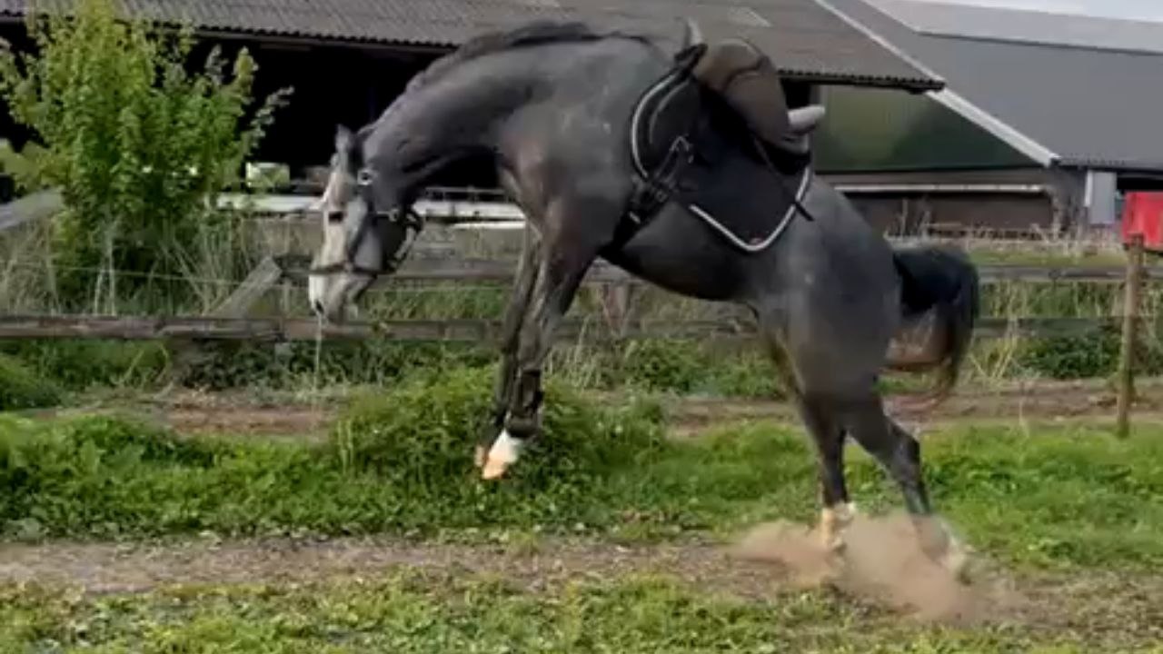 Wild rodeo begins as horse tries saddle for the first time ever