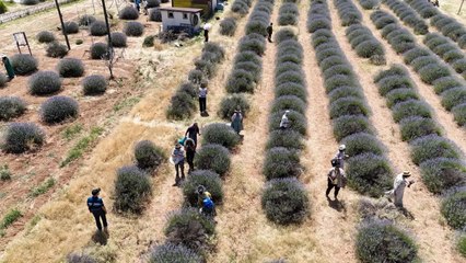Bu tarlalardan deklanşör sesleri yükseliyor! Turistlerin uğrak adresi oldu