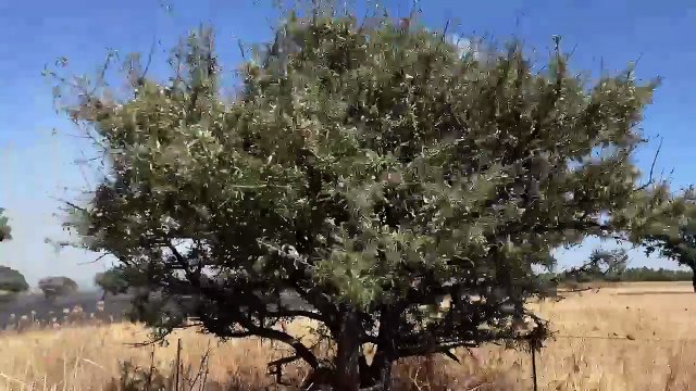 Sardegna in fumo: ettari di macchia devastati dagli incendi