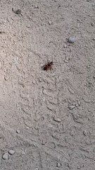 Mariquita corredora.