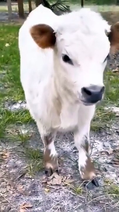 Baby_cow_vs._goat_sound_💓❤️_#short_#goat_#cow_#animals_#sound_#viralshorts_#viralvideo_#viralvideo(360p)