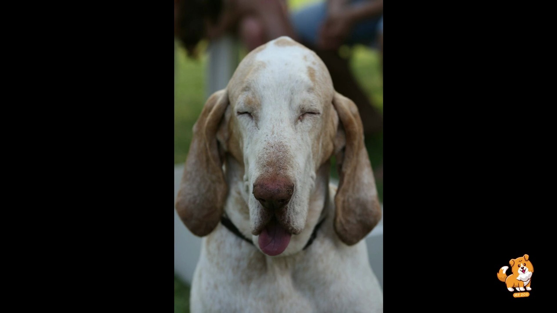 ⁣Fun & Engaging Games With Dog _ V21 _ Cute Dog Videos _ Dogs _ Dog _ Cute _ Dog Game Ideas _ Mr 