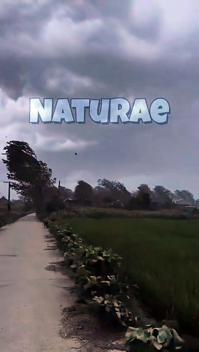 Relax with Wind in the Trees