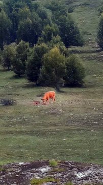 Cow and Bull FIGHT OFF Wolf to Save Their Baby calf #motherslove #cow #calf #wolf #viralvideo