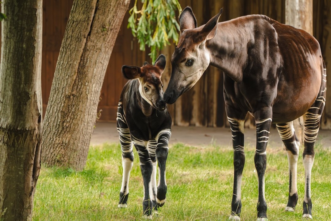 Birth of rare African ‘unicorn’ caught on camera at Chester Zoo