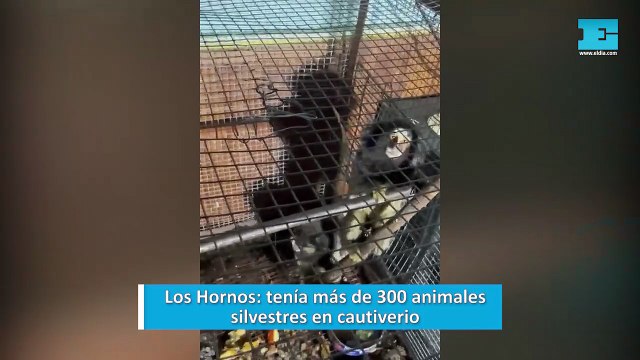 Los Hornos: tenía más de 300 animales silvestres en cautiverio