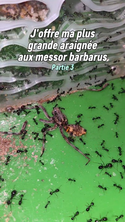 C'est la dernière partie sur cette "mini série" qui porte sur les Messor qui dévorent une araignée.Il ne reste plus rien de l'araignée sauf le squelette externe que les messor ne mangent pas. 🥲