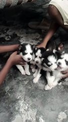 Alaskan husky for sell in karachi