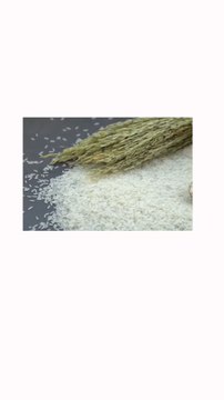 🚨 🚀🌾 Quand le riz vise les étoiles, L’Italie mise sur un riz nain, riche en protéines, capable de pousser en microgravité 🛰️🌱👉 Une innovation qui pourrait nourrir les astronautes… et renforcer la sécurité alimentaire sur Terre !