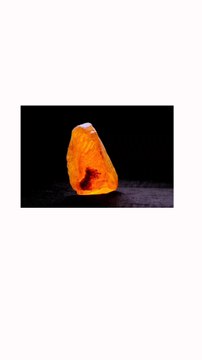 🚨 🧟‍♂️🍄 Un champignon zombie vieux de 100 millions d'années ! Coincé dans de l’ambre, ce fossile préhistorique parasitaire rappelle Jurassic Park… mais version The Last of Us 🧬🌳