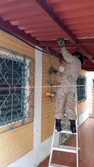 Sacan serpiente de dos metros de casas en Tegucigalpa