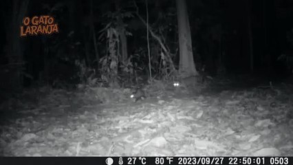 Vídeo flagra parceria inusitada entre jaguatirica e gambá na Amazônia