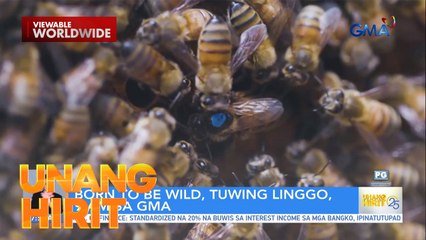 Pagkamatay ng populasyon ng mga bubuyog, problema sa Benguet! | Unang Hirit