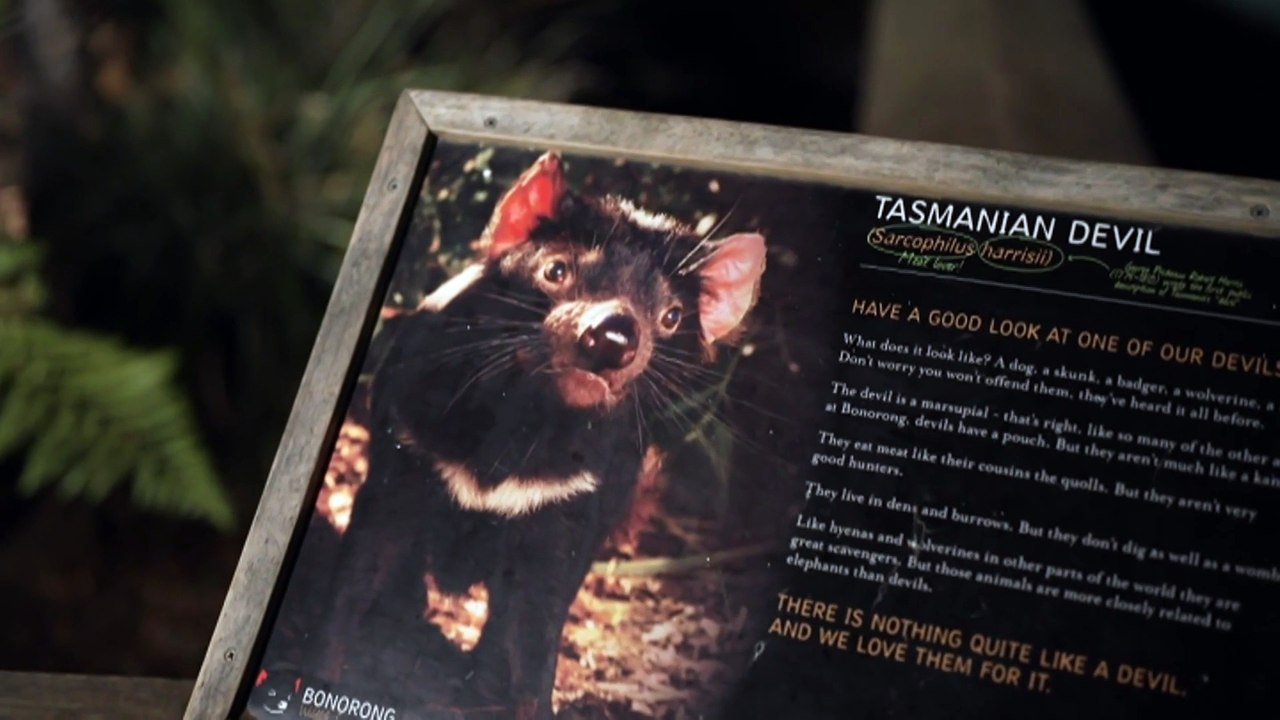 Tassie devil makes prediction on election winner
