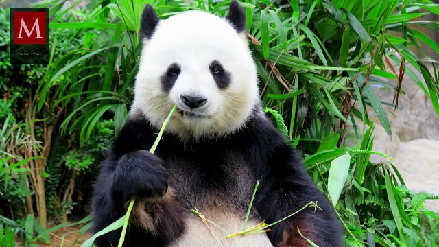 Anuncian que la panda Xin Xin que vive en Chapultepec, entró a la etapa final de su vida