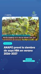 ANAPO prevé la siembra de soya HB4 en verano 2026-2027
