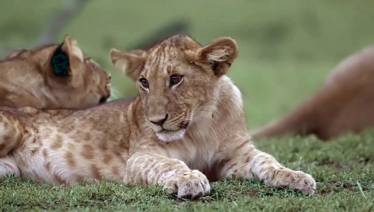 lion cub lying down