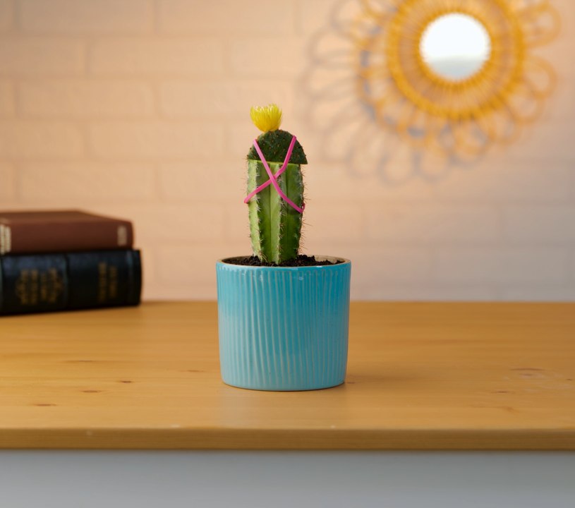 Des conseils de jardinage impertinents pour les amateurs de jardinage !