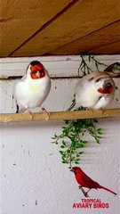 Major Goldfinch - eumo _birds _aviary _goldfinch