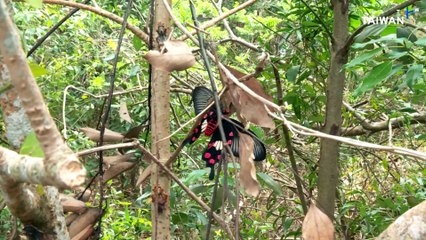 Pingtung's Sheding Natural Park Promotes Deer Conservation, Sustainability