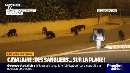 Cavalaire-sur-Mer: des sangliers à la rencontre des vacanciers sur la plage