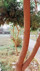 Park in Higher Secondary School Naudero ❤ #maxrecords #larkana #sindh #pakistan