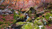 small waterfall on autumn day in forest
