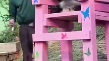 Giant #Panda Core