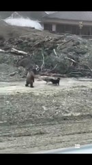 bear does moonwalks Meme Shorts Gone WILD! 😂🔥 Instant Laughs