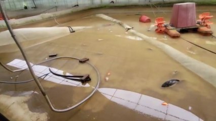 [제보영상] 뻘밭 된 양어장..."수십만 마리 휩쓸려가"' / YTN