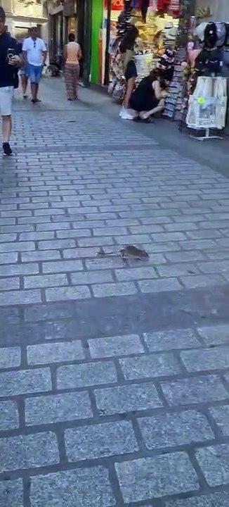 Rata por la calle ancha