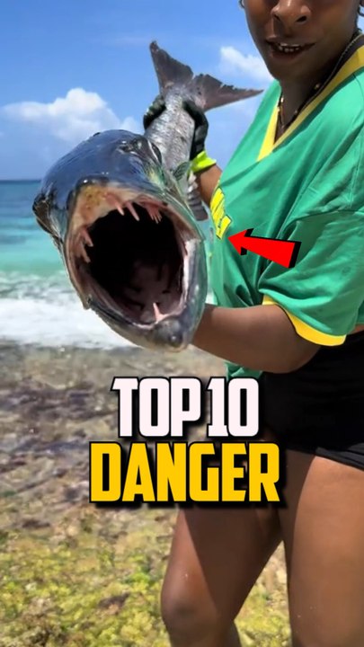 TOP 10 DES ANIMAUX MARINS LES PLUS 💀💀