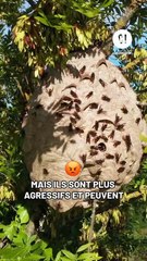 Tu dois faire très attention face à ce frelon !