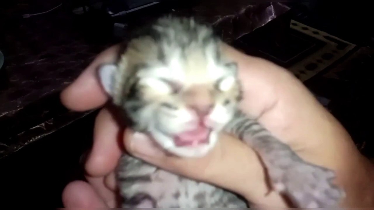 kitten sounds to attract cats | kittens meowing | kittens meow meow | Kitten sounds | Kitten voice